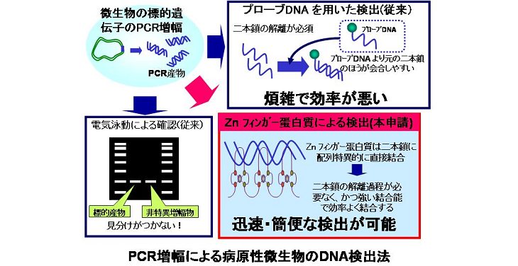 PCR増幅による病原性微生物のDNA検出法