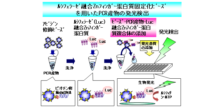 ルシフェラーゼ融合Znフィンガー蛋白質固定化ビーズを用いたPCR産物の発光検出